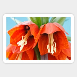 Fritillaria imperialis  &#39;Rubra&#39;  Crown imperial  Fritillary Sticker